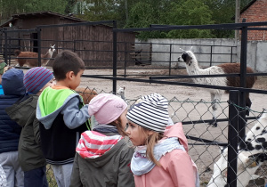 Dzieci oglądają zwierzęta, min. lamy.